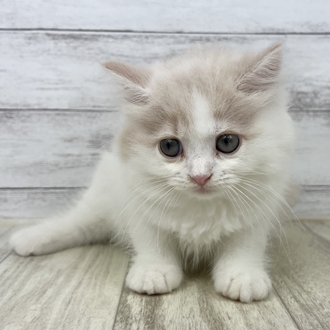 兵庫県のスコティッシュストレート (犬の家＆猫の里川西店/2025年6月20日生まれ/女の子/クリームタビーホワイト)の子猫