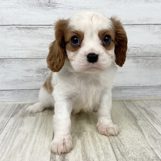 兵庫県のキャバリアキングチャールズスパニエル (犬の家＆猫の里川西店/2025年6月20日生まれ/男の子/ブレンハイム)の子犬