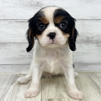兵庫県のキャバリアキングチャールズスパニエル (犬の家＆猫の里川西店/2025年6月20日生まれ/女の子/トライカラー)の子犬