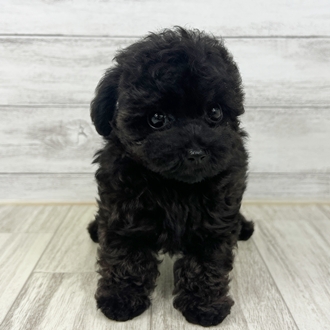 兵庫県のティーカッププードル (犬の家＆猫の里川西店/2025年6月19日生まれ/男の子/ブラック)の子犬