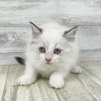 兵庫県のラグドール (犬の家＆猫の里川西店/2025年6月20日生まれ/女の子/シールポイントバイカラー)の子猫