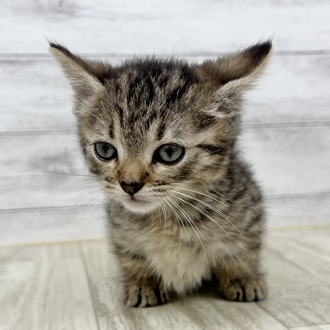 兵庫県のマンチカン (犬の家＆猫の里川西店/2025年6月21日生まれ/女の子/ブラウンマッカレルタビー)の子猫