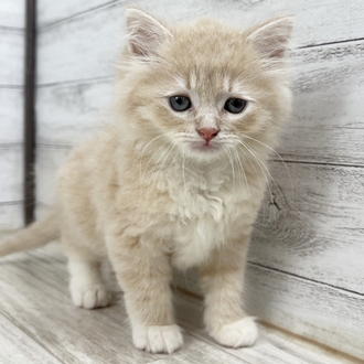兵庫県のラガマフィン (犬の家＆猫の里川西店/2025年6月19日生まれ/男の子/クリームタビー)の子猫