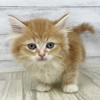 兵庫県のラガマフィン (犬の家＆猫の里川西店/2025年6月19日生まれ/男の子/レッドタビー)の子猫