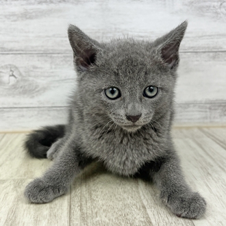 兵庫県のロシアンブルー (犬の家＆猫の里川西店/2025年6月14日生まれ/男の子/ブルー)の子猫