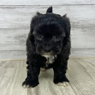 兵庫県のマルプー(マルチーズ×プードル) (犬の家＆猫の里川西店/2025年6月22日生まれ/女の子/ブラック)の子犬