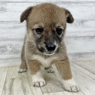 兵庫県のハーフ犬・ミックス犬 (犬の家＆猫の里川西店/2025年6月20日生まれ/女の子/レッド)の子犬