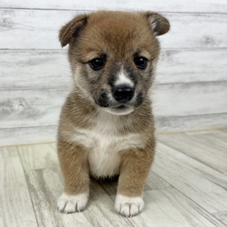 兵庫県のハーフ犬・ミックス犬 (犬の家＆猫の里川西店/2025年6月20日生まれ/女の子/レッド)の子犬