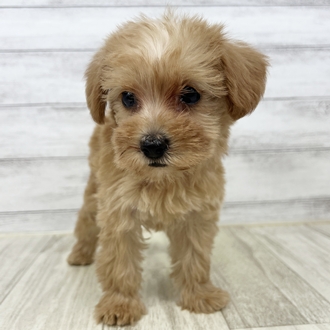 兵庫県のシュナプー(シュナウザー×プードル) (犬の家＆猫の里川西店/2025年6月21日生まれ/女の子/クリーム)の子犬
