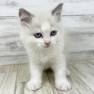 兵庫県のラグドール (犬の家＆猫の里川西店/2025年6月18日生まれ/男の子/ブルーポイントバイカラー)の子猫