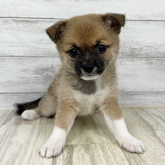 兵庫県のチワ柴/柴チワ/チワシバ(チワワ×柴) (犬の家＆猫の里川西店/2025年6月22日生まれ/女の子/フォーンホワイト)の子犬