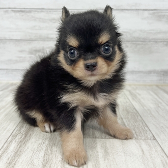 兵庫県のチワワ(ロング) (犬の家＆猫の里川西店/2025年6月13日生まれ/女の子/ブラックタン)の子犬