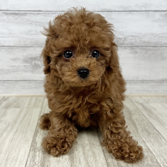 兵庫県のトイプードル(トイ) (犬の家＆猫の里川西店/2025年6月17日生まれ/女の子/レッド)の子犬