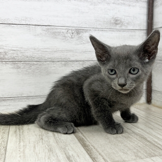 兵庫県のロシアンブルー (犬の家＆猫の里川西店/2025年6月19日生まれ/男の子/ブルー)の子猫