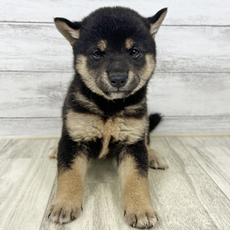 兵庫県の豆柴 (犬の家＆猫の里川西店/2025年6月21日生まれ/女の子/黒)の子犬