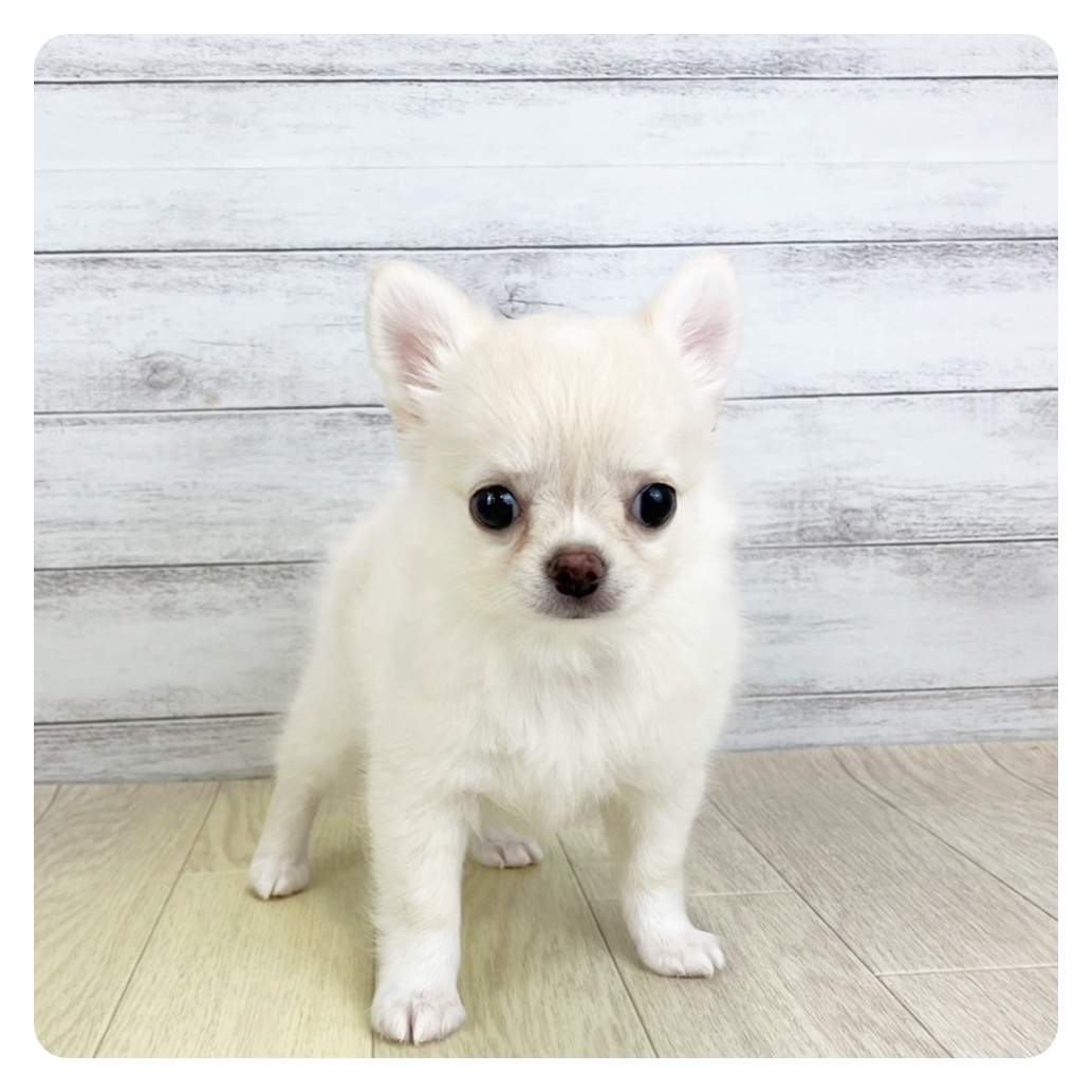 愛知県のチワワ(ロング) (犬の家＆猫の里MiO香久山店/2025年6月22日生まれ/女の子/クリーム)の子犬