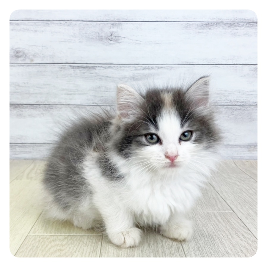 三重県のノルウェージャンフォレストキャット (犬の家＆猫の里三重桑名店/2025年6月20日生まれ/女の子/ブルーパッチドタビーホワイト)の子猫