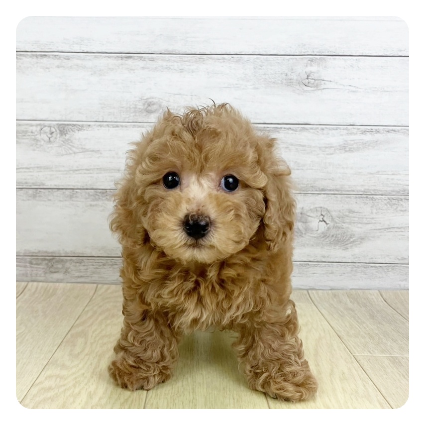 愛知県のトイプードル(トイ) (犬の家＆猫の里名古屋天白店/2025年6月20日生まれ/女の子/アプリコット)の子犬