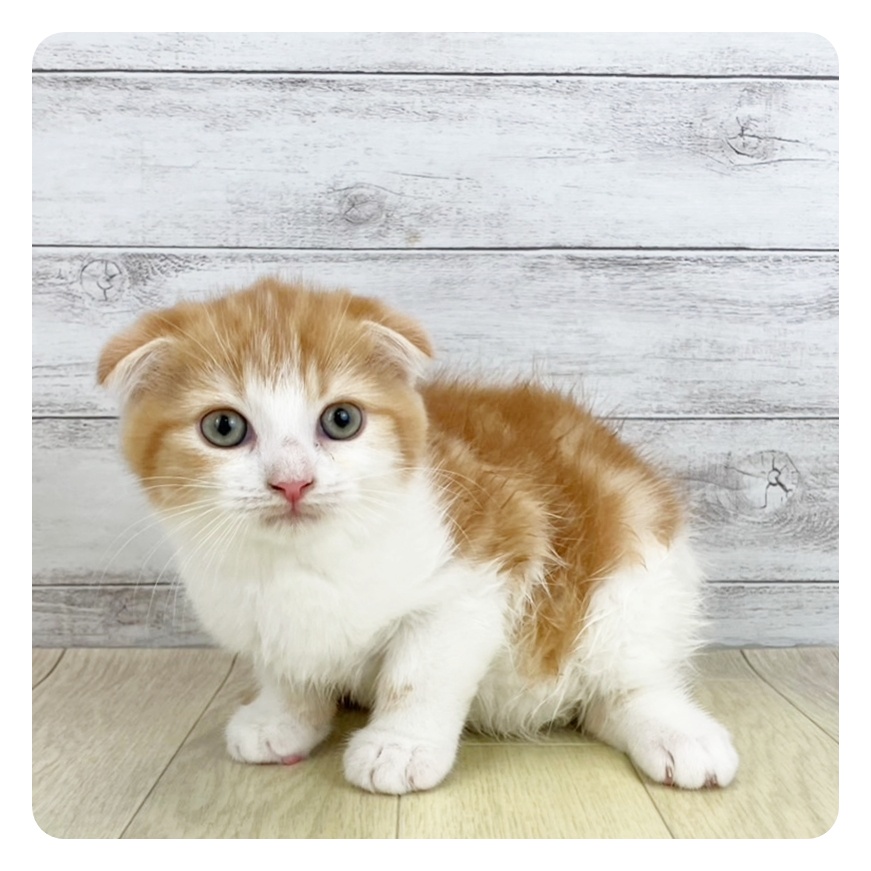 三重県のスコティッシュフォールド (犬の家＆猫の里三重桑名店/2025年6月16日生まれ/男の子/レッドタビーホワイト)の子猫
