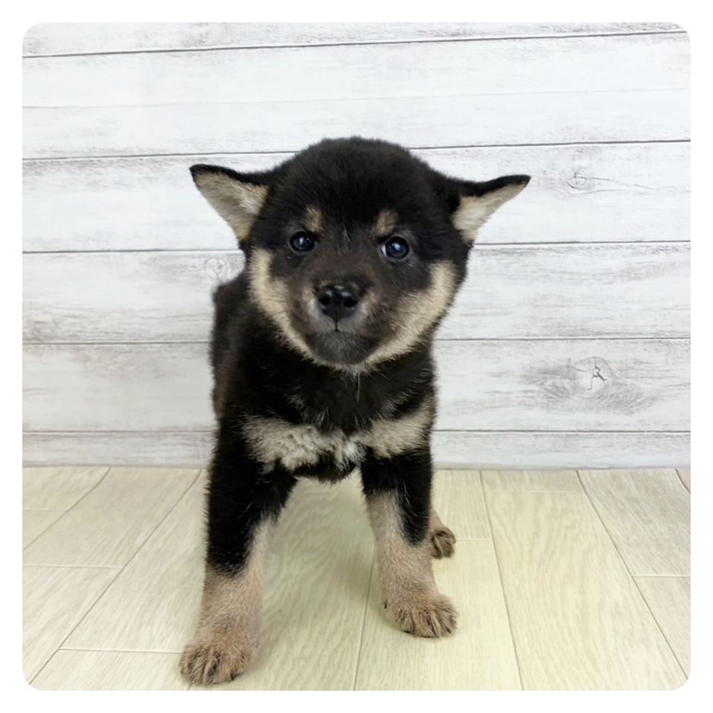 岐阜県の豆柴 (犬の家＆猫の里中津川店/2025年6月16日生まれ/女の子/黒)の子犬