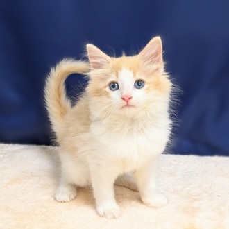 愛知県のノルウェージャンフォレストキャット (犬の家＆猫の里一宮店/2025年6月18日生まれ/男の子/クリームタビーホワイト)の子猫の1枚目の画像