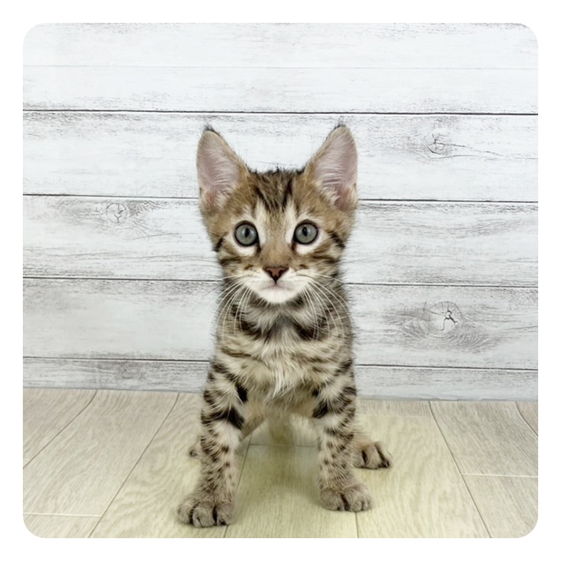 愛知県のベンガル (犬の家＆猫の里春日井本店/2025年6月20日生まれ/男の子/ブラウンスポットタビー)の子猫