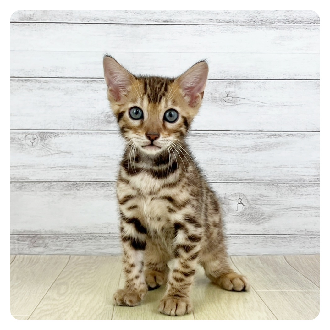 愛知県のベンガル (犬の家＆猫の里春日井本店/2025年6月20日生まれ/男の子/ブラウンスポットタビー)の子猫
