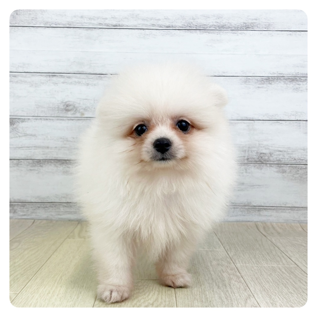 愛知県のポメラニアン (犬の家＆猫の里春日井本店/2025年6月21日生まれ/女の子/クリーム)の子犬