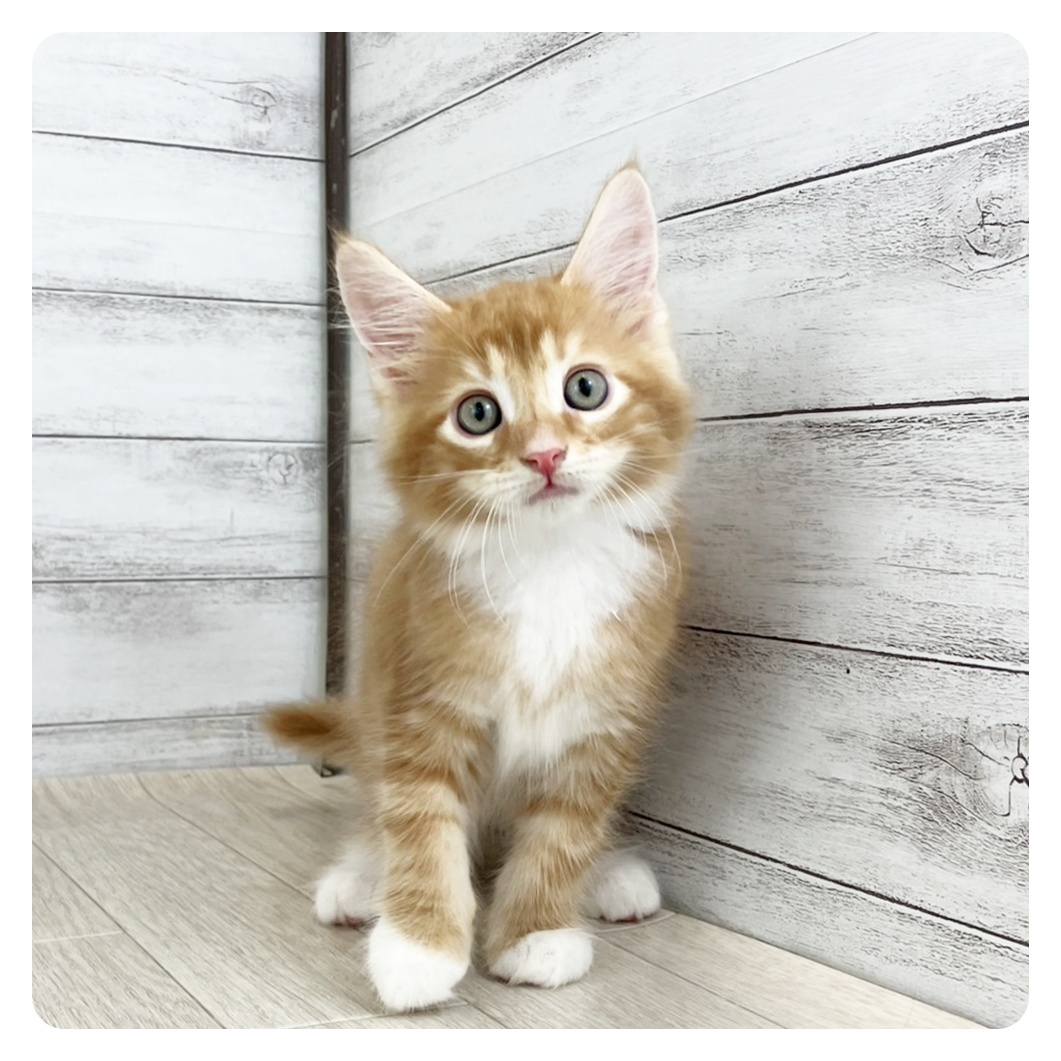 愛知県のメインクーン (犬の家＆猫の里春日井本店/2025年6月22日生まれ/男の子/レッドタビーホワイト)の子猫