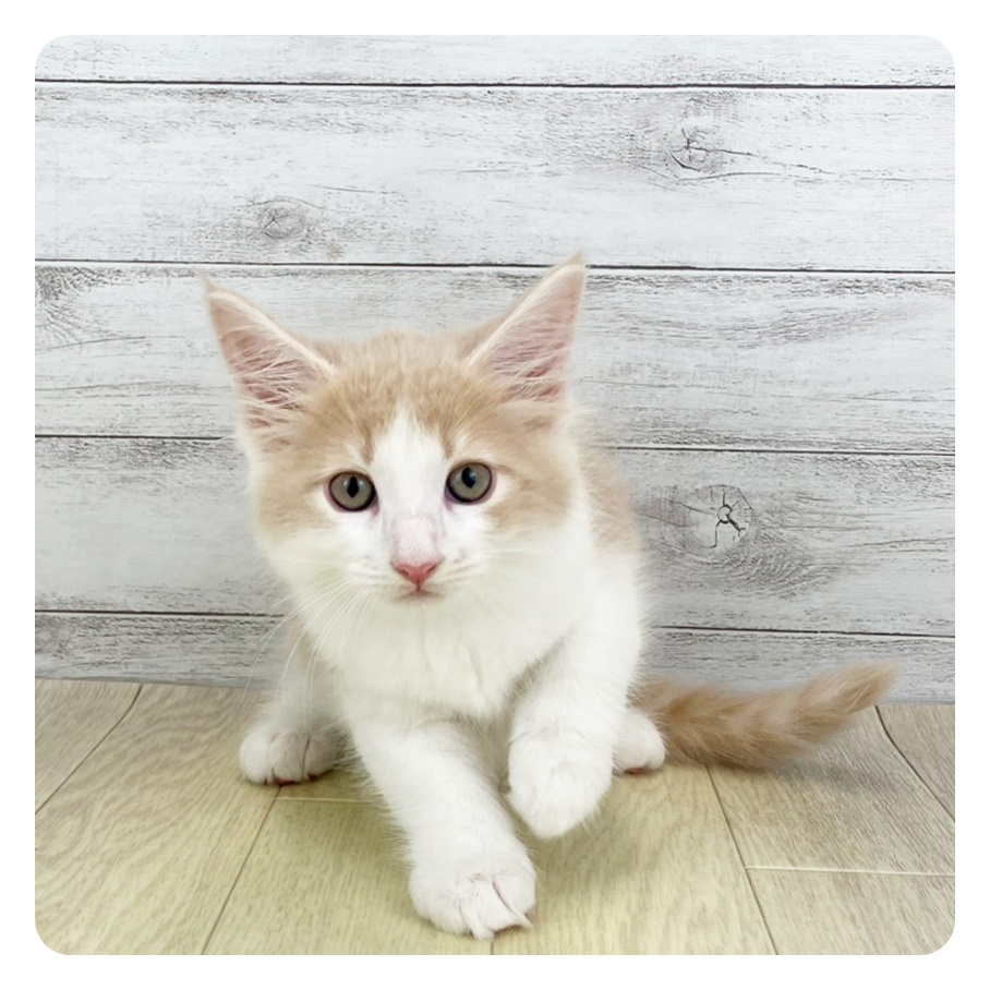 愛知県のメインクーン (犬の家＆猫の里春日井本店/2025年6月22日生まれ/男の子/クリームタビーホワイト)の子猫