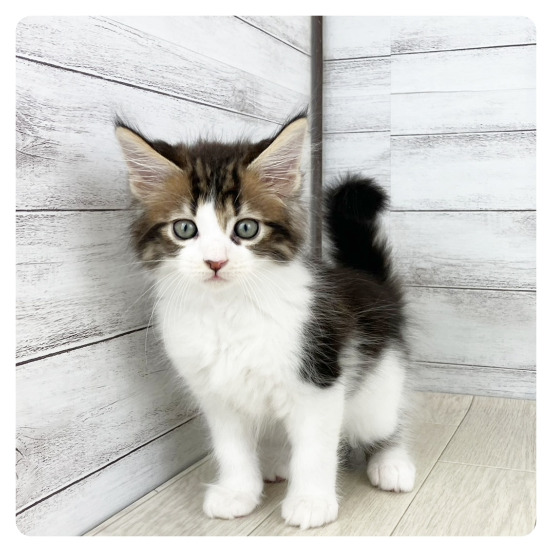 愛知県のメインクーン (犬の家＆猫の里春日井本店/2025年6月22日生まれ/男の子/ブラウンタビーホワイト)の子猫