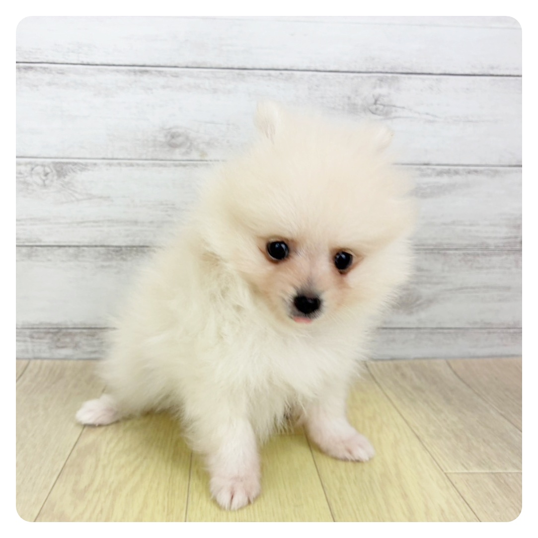 愛知県のポメラニアン (犬の家＆猫の里春日井本店/2025年6月12日生まれ/男の子/ホワイト)の子犬