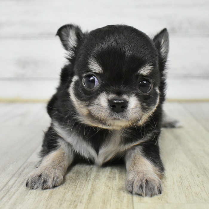 静岡県のチワワ(ロング) (犬の家＆猫の里マークイズ静岡店/2025年6月24日生まれ/男の子/ブラックタンホワイト)の子犬の2枚目の画像