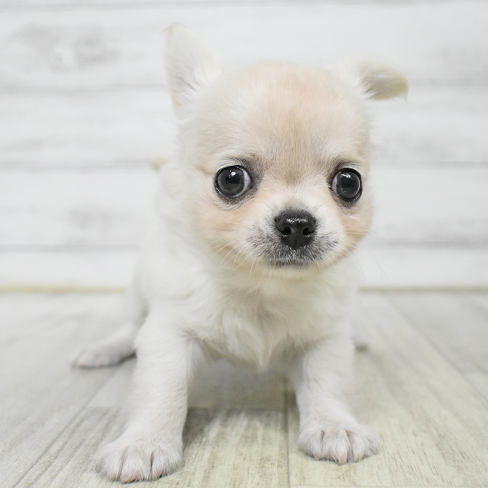 愛知県のチワワ(ロング) (犬の家＆猫の里豊田店/2025年6月24日生まれ/男の子/クリーム)の子犬の2枚目の画像