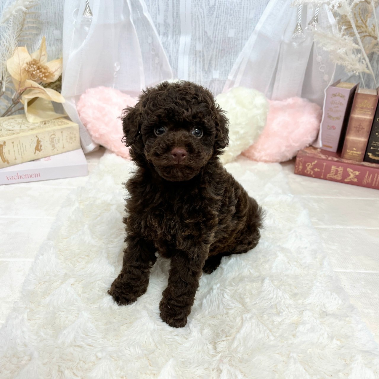 神奈川県のトイプードル(トイ) (犬の家＆猫の里相模原店/2025年6月20日生まれ/女の子/ブラウン)の子犬の1枚目の画像