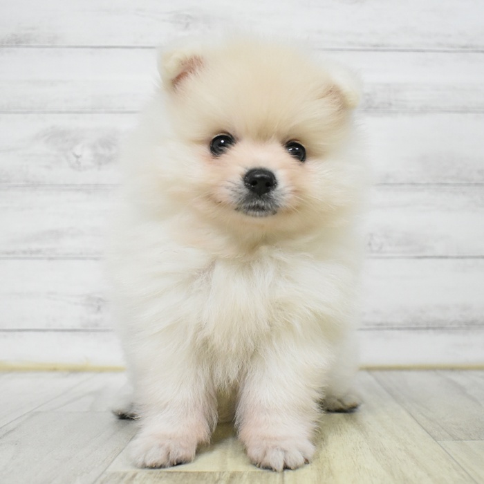 愛知県のポメラニアン (犬の家＆猫の里岡崎店/2025年6月22日生まれ/女の子/クリーム)の子犬