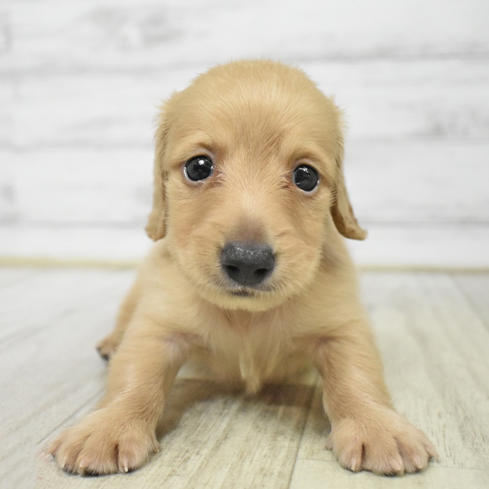 静岡県のカニンヘンダックスフンド(ロング) (犬の家＆猫の里マークイズ静岡店/2025年6月24日生まれ/男の子/イエロー)の子犬の2枚目の画像