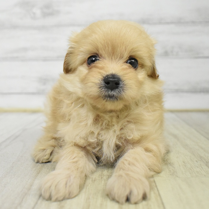 富山県のポメプー(ポメラニアン×プードル) (犬の家＆猫の里アミーゴ山室店/2025年6月20日生まれ/男の子/アプリコット)の子犬