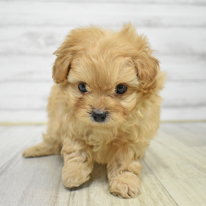長野県のポメプー(ポメラニアン×プードル) (犬の家＆猫の里カインズ梓川店/2025年6月21日生まれ/男の子/アプリコット)の子犬の3枚目の画像