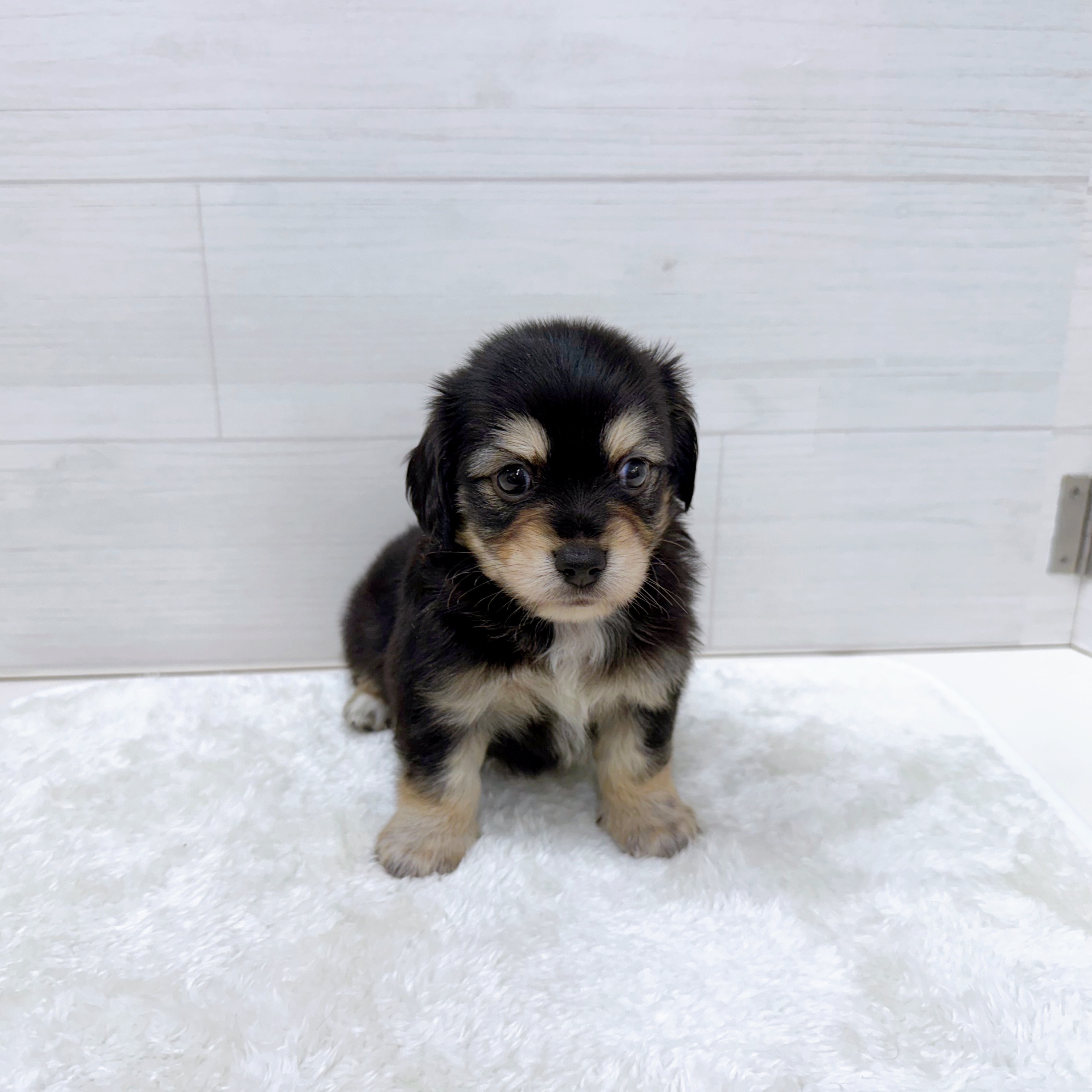 石川県のチワックス(チワワ×ダックス) (犬の家＆猫の里アミーゴ金沢おこばた店/2025年6月24日生まれ/男の子/ブラックイエロー)の子犬の1枚目の画像