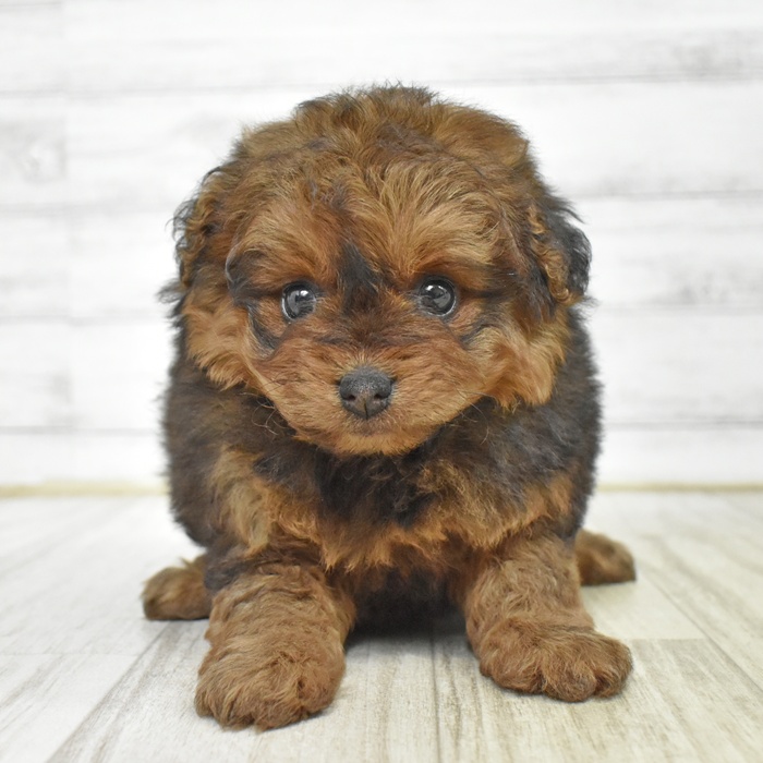 福岡県のポメプー(ポメラニアン×プードル) (犬の家＆猫の里トリアス久山店/2025年6月24日生まれ/女の子/オレンジ)の子犬