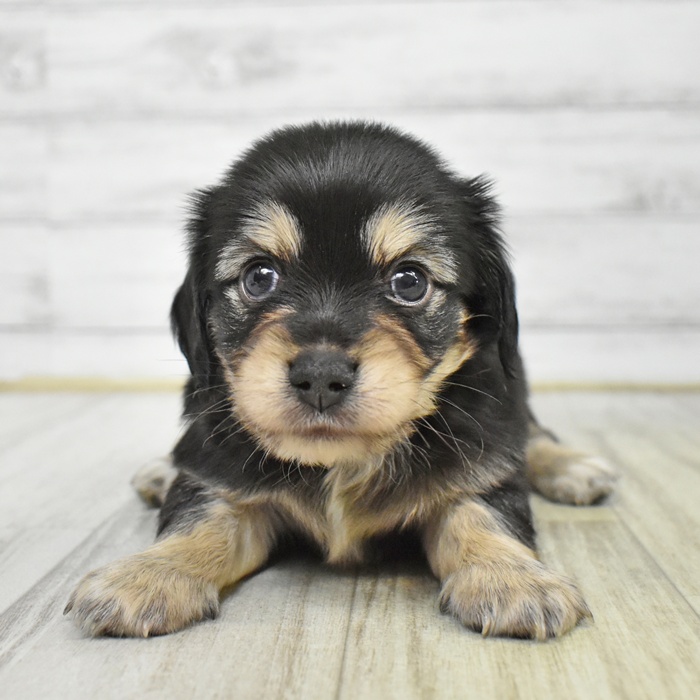 石川県のチワックス(チワワ×ダックス) (犬の家＆猫の里アミーゴ金沢おこばた店/2025年6月24日生まれ/男の子/ブラックイエロー)の子犬
