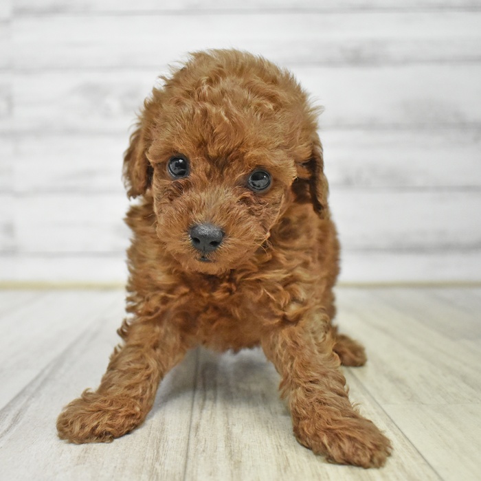 富山県のトイプードル(トイ) (犬の家＆猫の里アミーゴ高岡蓮花寺店/2025年6月22日生まれ/男の子/レッド)の子犬