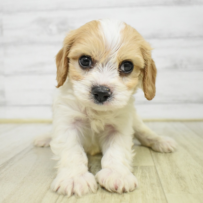 富山県のハーフ犬・ミックス犬 (犬の家＆猫の里アミーゴ山室店/2025年6月24日生まれ/男の子/ブレンハイム)の子犬の2枚目の画像