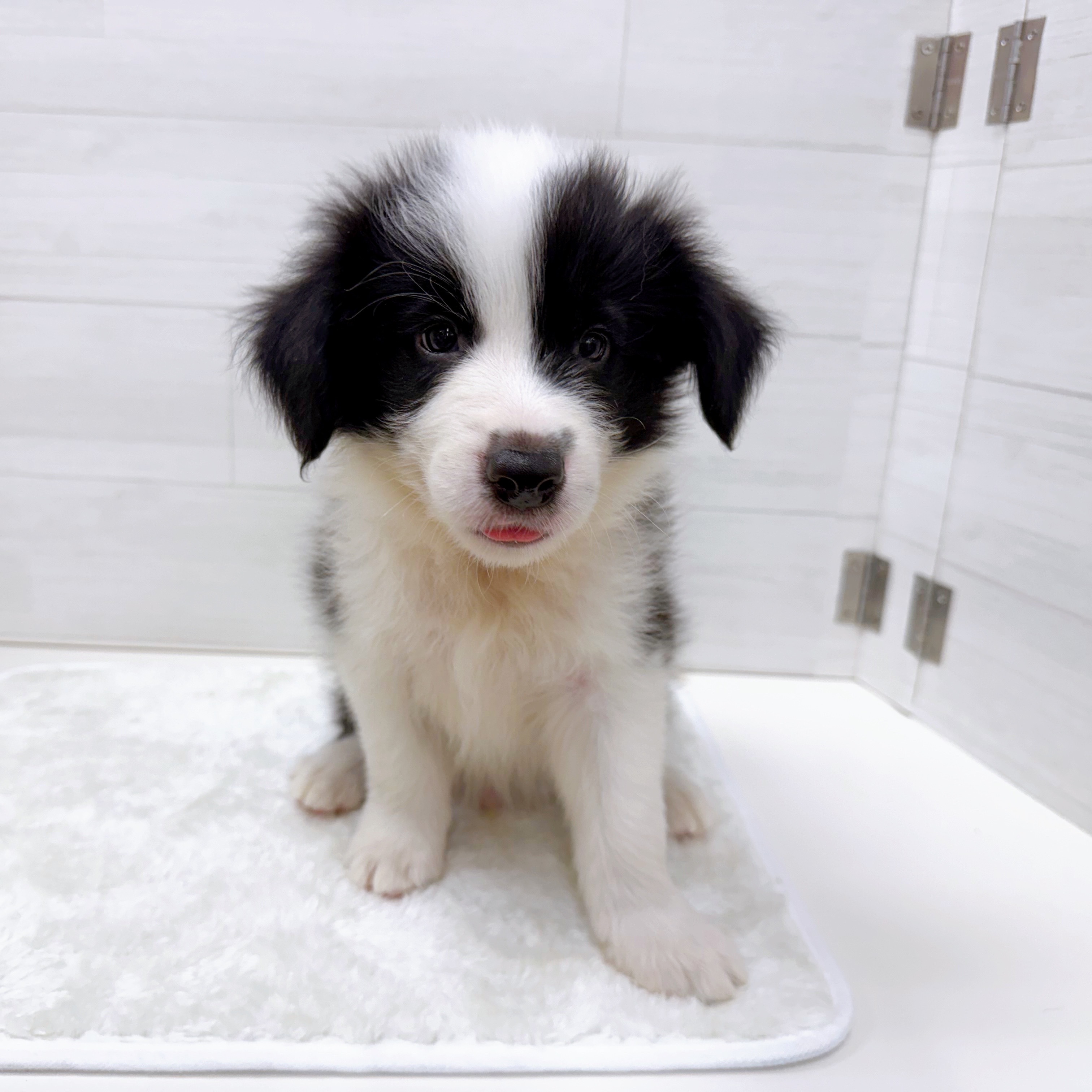 石川県のボーダーコリー (犬の家＆猫の里アミーゴ金沢おこばた店/2025年6月24日生まれ/男の子/ブラックホワイト)の子犬の1枚目の画像