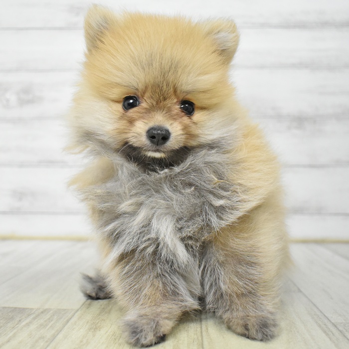 神奈川県のポメラニアン (犬の家＆猫の里モザイクモール港北店/2025年6月23日生まれ/男の子/オレンジセーブル)の子犬