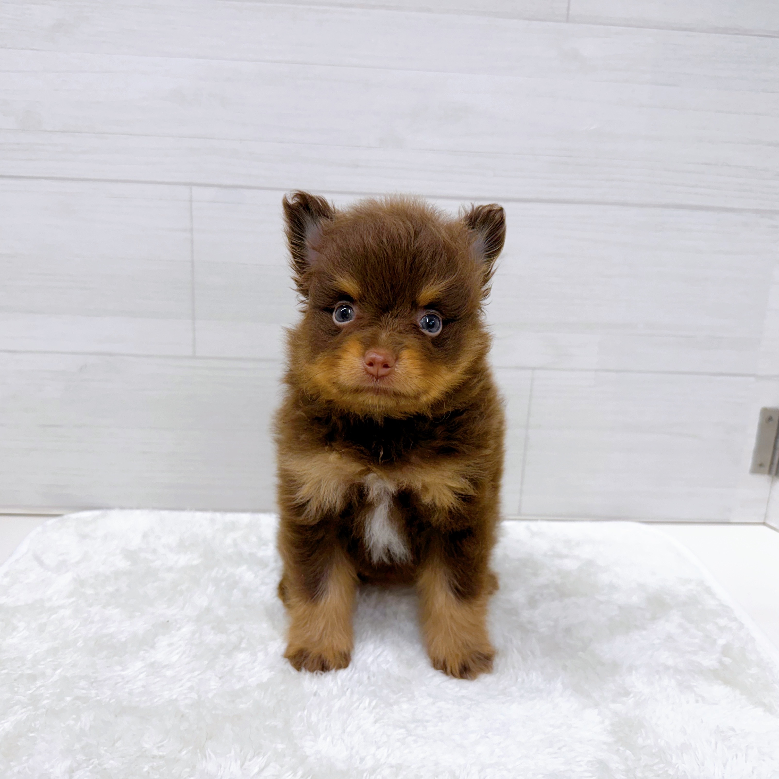 石川県のポメラニアン (犬の家＆猫の里アミーゴ金沢おこばた店/2025年6月23日生まれ/女の子/チョコレートタンホワイト)の子犬の1枚目の画像