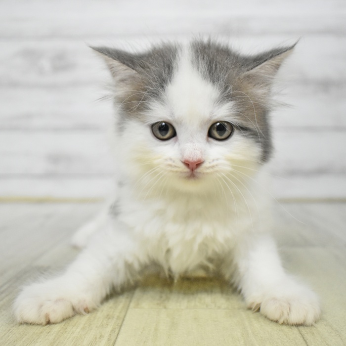 愛知県のスコティッシュフォールド (犬の家＆猫の里豊川インター店/2025年6月24日生まれ/女の子/ブルーホワイトバン)の子猫