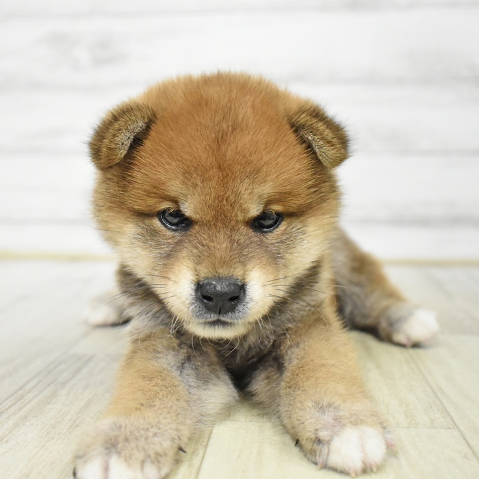 静岡県の柴犬(標準サイズ) (犬の家＆猫の里マークイズ静岡店/2025年6月23日生まれ/男の子/赤)の子犬