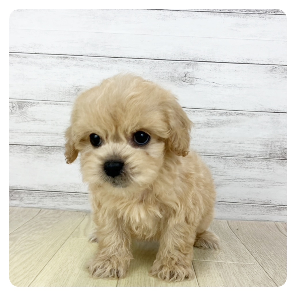 岡山県のペキプー(ペキニーズ×プードル) (犬の家＆猫の里倉敷店/2025年6月21日生まれ/男の子/アプリコット)の子犬